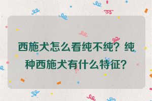 西施犬怎么看纯不纯？纯种西施犬有什么特征？