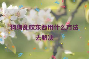 狗狗乱咬东西用什么方法去解决