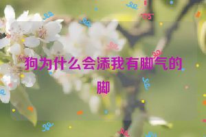 狗为什么会添我有脚气的脚