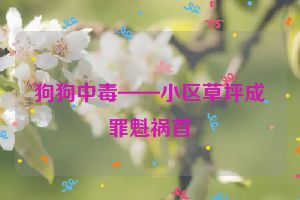 狗狗中毒——小区草坪成罪魁祸首