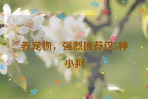 养宠物,强烈推荐这5种小狗