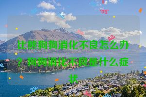 比熊狗狗消化不良怎么办？狗狗消化不良是什么症状