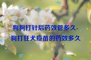 狗狗打针后药效管多久-狗打狂犬疫苗的药效多久