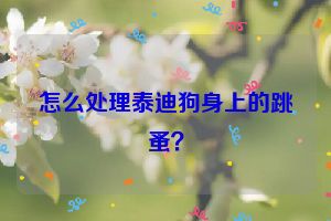 怎么处理泰迪狗身上的跳蚤？