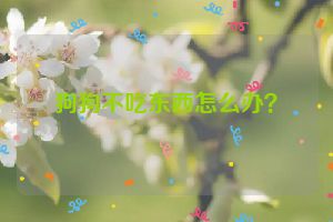 狗狗不吃东西怎么办？