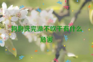 狗狗洗完澡不吹干有什么危害