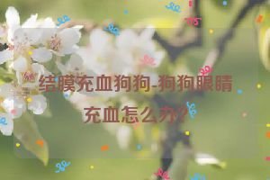 结膜充血狗狗-狗狗眼睛充血怎么办？