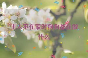 主人不在家时狗狗都在做什么