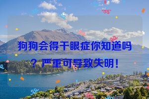 狗狗会得干眼症你知道吗？严重可导致失明！