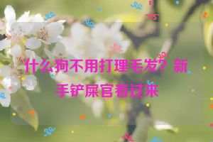 什么狗不用打理毛发？新手铲屎官看过来