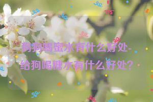 狗狗喝蜜水有什么好处-给狗喝糖水有什么好处？