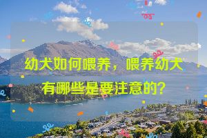 幼犬如何喂养,喂养幼犬有哪些是要注意的?