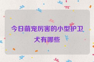 今日萌宠厉害的小型护卫犬有哪些
