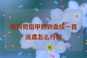给狗剪指甲剪到血线一直流血怎么办啊