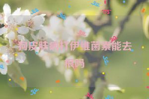 狗皮肤病打伊维菌素能去根吗