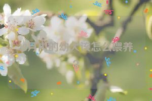 12月内的幼犬该怎么喂养？