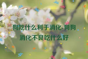 狗吃什么利于消化-狗狗消化不良吃什么好