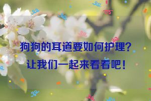 狗狗的耳道要如何护理？让我们一起来看看吧！