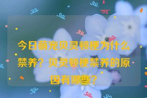 今日萌宠贝灵顿梗为什么禁养？贝灵顿梗禁养的原因有哪些？