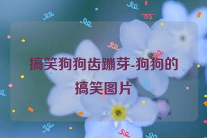 搞笑狗狗齿蹦芽-狗狗的搞笑图片