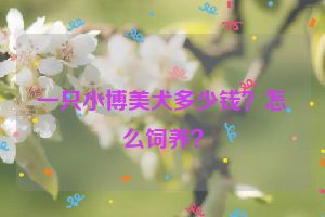 一只小博美犬多少钱？怎么饲养？