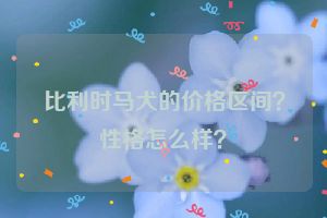 比利时马犬的价格区间？性格怎么样？