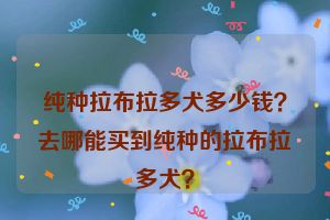 纯种拉布拉多犬多少钱？去哪能买到纯种的拉布拉多犬？