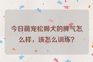 今日萌宠松狮犬的脾气怎么样，该怎么训练？