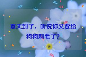 夏天到了，听说你又要给狗狗剃毛了？