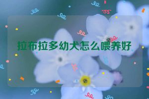 拉布拉多幼犬怎么喂养好