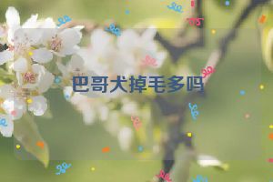 巴哥犬掉毛多吗