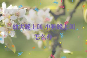 幼犬晚上叫 小狗晚上叫怎么办