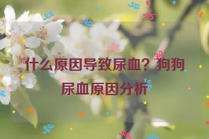 什么原因导致尿血？狗狗尿血原因分析