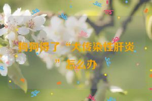 狗狗得了“犬传染性肝炎”怎么办