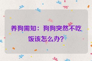 养狗需知:狗狗突然不吃饭该怎么办?