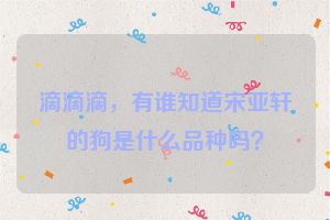 滴滴滴，有谁知道宋亚轩的狗是什么品种吗？