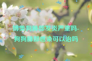 博美狗肺部发炎严重吗-狗狗肺部感染可以治吗