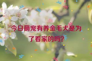 今日萌宠有养金毛犬是为了看家的吗?