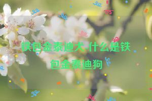 铁包金泰迪犬-什么是铁包金泰迪狗