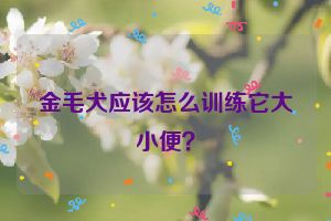 金毛犬应该怎么训练它大小便？