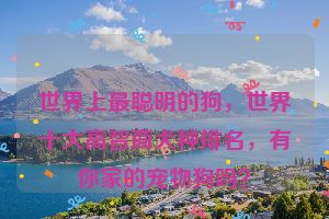 世界上最聪明的狗,世界十大高智商犬种排名,有你家的宠物狗吗?