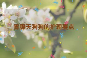 雾霾天狗狗的护理要点