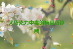 犬巧克力中毒的病因及诊断