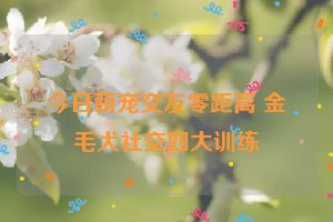 今日萌宠交友零距离 金毛犬社交四大训练