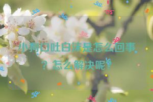 小狗口吐白沫是怎么回事？怎么解决呢？