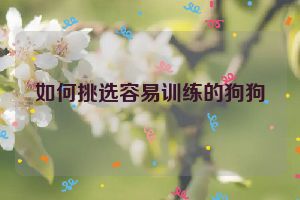 如何挑选容易训练的狗狗