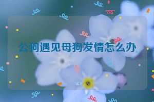 公狗遇见母狗发情怎么办