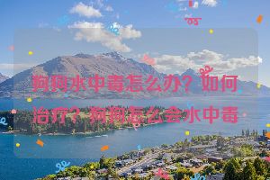 狗狗水中毒怎么办？如何治疗？狗狗怎么会水中毒