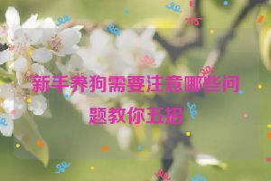 新手养狗需要注意哪些问题教你五招