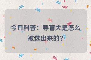 今日科普:导盲犬是怎么被选出来的?